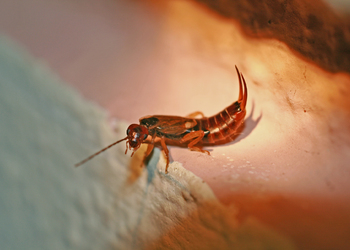 Gemeiner Ohrwurm (Forficula auricularia) - © Emanuel Trummer